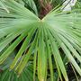 Garden_close-ups_001