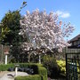 Magnolia x soulangeana - 2009 (Magnolia x soulangeana)