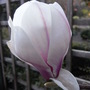 Magnolia x soulangeana (close-up) - 2009 (Magnolia x soulangeana)