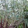 Olive trees (Olea europaea (Aceituna))