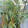 Bamboo (Phyllostachys aureosulcata (Yellow-groove bamboo))