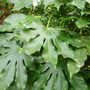 Garden_close-ups_012