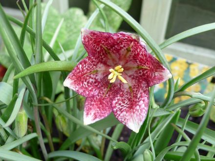 Fritillaria (Fritillaria meleagris (Snake's head fritillary))