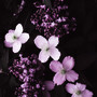 Lovely with Lilac (Syringa vulgaris (Common lilac))