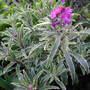 Erysimum linifolium 'Stars and Stripes' (Erysimum linifolium 'Variegatum')