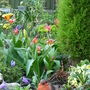 Summer_garden_2008__finn_and_popps_1081