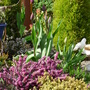 Heather, Golden Thyme and Mauve Tulip (Tulipa acuminata (Tulip))