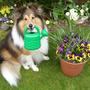 Conker is growing pansies and primroses.