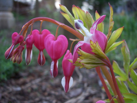 'gold heart' dicentra spectabilis blooming on the 27th of March '07 ('gold heart' dicentra spectabilis)