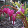'gold heart' dicentra spectabilis blooming on the 27th of March '07 ('gold heart' dicentra spectabilis)