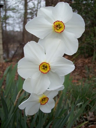 daffodills (narcissus poeticus recurvus)