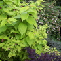 A garden flower photo (leycesteria formosa 'golden lanterns', lorapetalum rubrum, abelia 'edward goucher',  lonicera nita 'silver beauty')