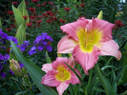 summer '07 (Hemerocallis 'Final Touch')