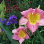 Hemerocallis