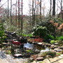 The pond this spring