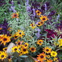 Summer_flowers__8-6-06_036
