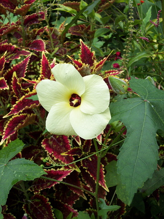 plant combo '06