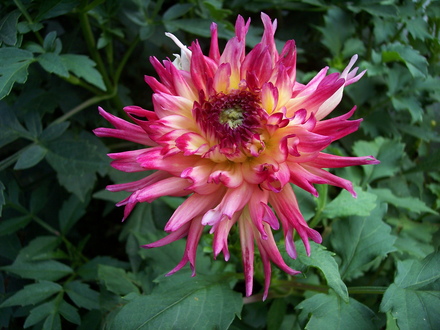 dahlia