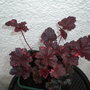 heucheras