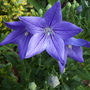 Spring_flowers_6-17-06_017