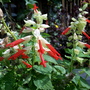fav.  annual salvia (salvia splendens 'sangria')