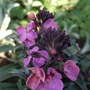 Erysimum