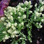Sedum acre