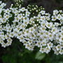 Spiraea 'Arguta' (Spiraea 'Arguta')