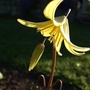 Erythronium