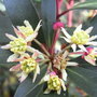 Drimys lanceolata (close-up) - 2009 (Drimys lanceolata)