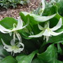 Erythronium californicum 'White Beauty'
