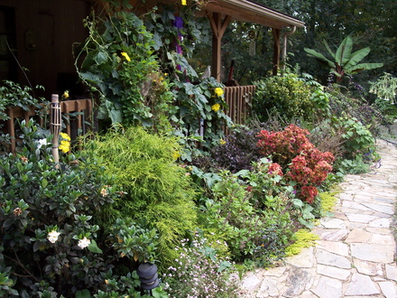 A garden flower photo