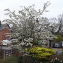 Amelanchier_lamarckii__ballerina_