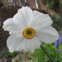 Narcissus poeticus (Narcissus poeticus)