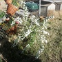 Spirea (Spiraea alba (Broadleaf White Spirea))