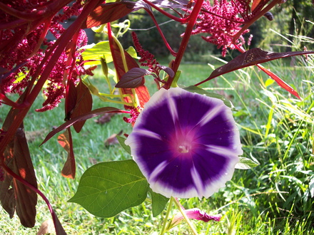 mtn. fuju morning glory and amaranthus 'intense purple'