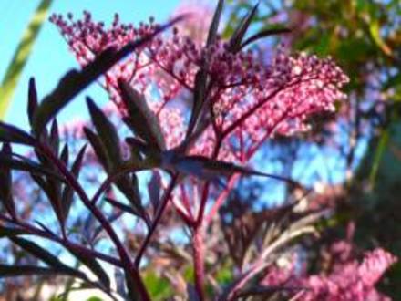 Elder in flower. - Sambucus nigra 'Black lace.' (Sambucus nigra (Common elder))