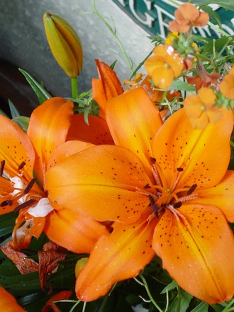 A garden flower photo