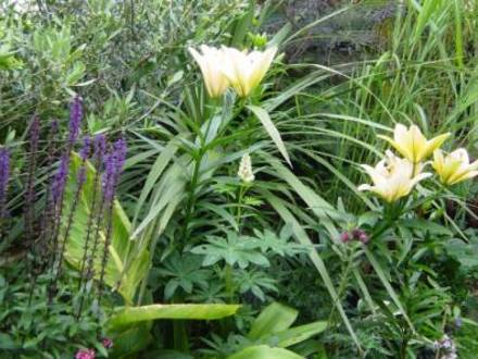 Lily 'Oriental white.'
