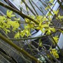 Forsythia (Golden Bells) (Forsythia intermedia " Spectabilis")