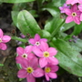 Myosotis