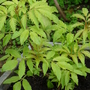 Newly bought Sambucus (Sambucus racemosa (Red-berried elder))