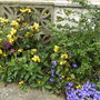 Mahonia (Mahonia aquifolium)