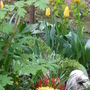 Dicentra, yellow tulips and primroses (Dicentra spectabilis (Bleeding heart))