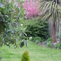 Cordyline Australis, Ribes Sanguineum and Lonicera (Ribes sanguineum  Cordyline Australis Lonicera)