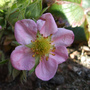 Fragaria