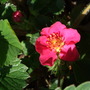 Fragaria 'Lipstick' (Fragaria)