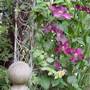 Clematis Madame Edouard Andre (clematis)