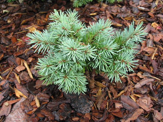 Pseudotsuga menziesii 'Blue Lullaby'