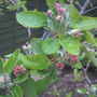 2009 blossom_watch and wait
